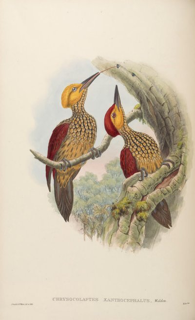 Chrysocolaptes xanthocephalus da John Gould